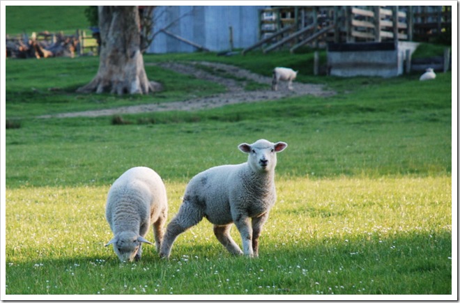 Ovelles cam&iacute; de Fairlie