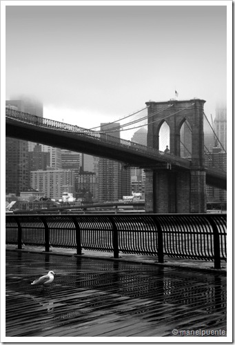 Brooklyn Bridge & gavina