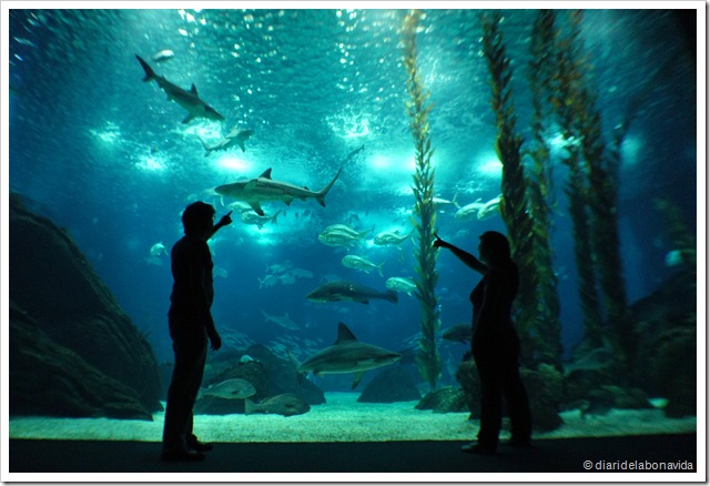 L'enorme tanc central