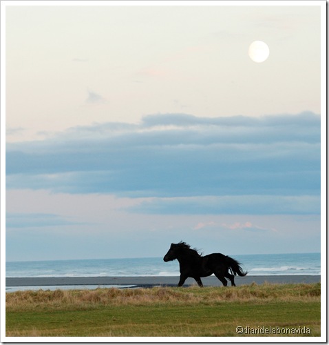 cavall sota la lluna