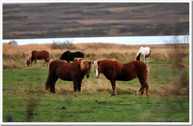 Cavalls a l'hotel-granja Gauksmyri