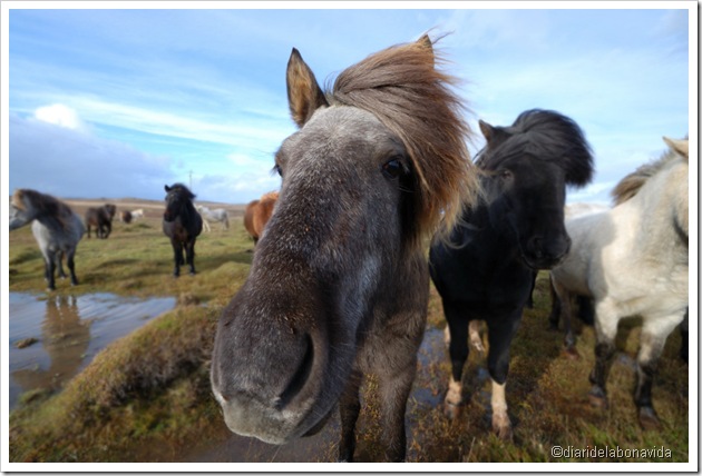 cavalls islandesos