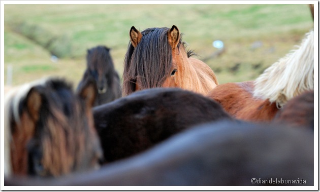 cavalls islandesos