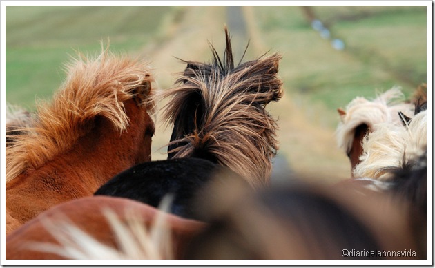 cavalls islandesos