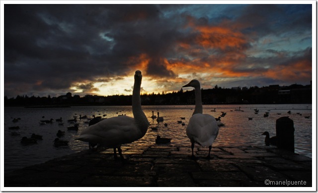llac Tjörnin, Reykjavik.                      