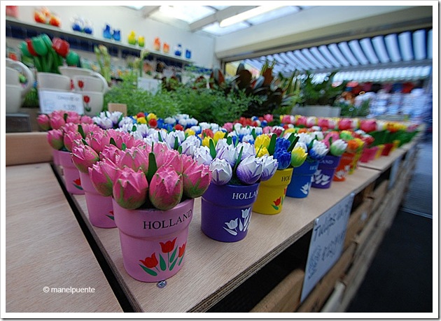 tulipans_amsterdam