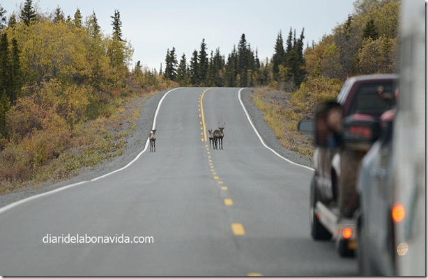 10_alaska_cervol