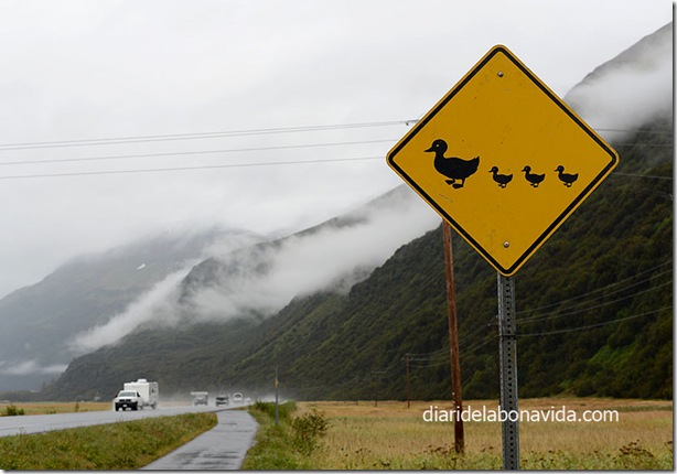 10_alaska_patos