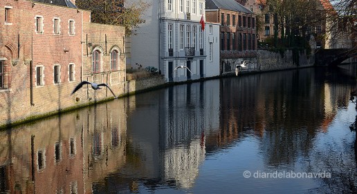 BELGICA_0430_DBV